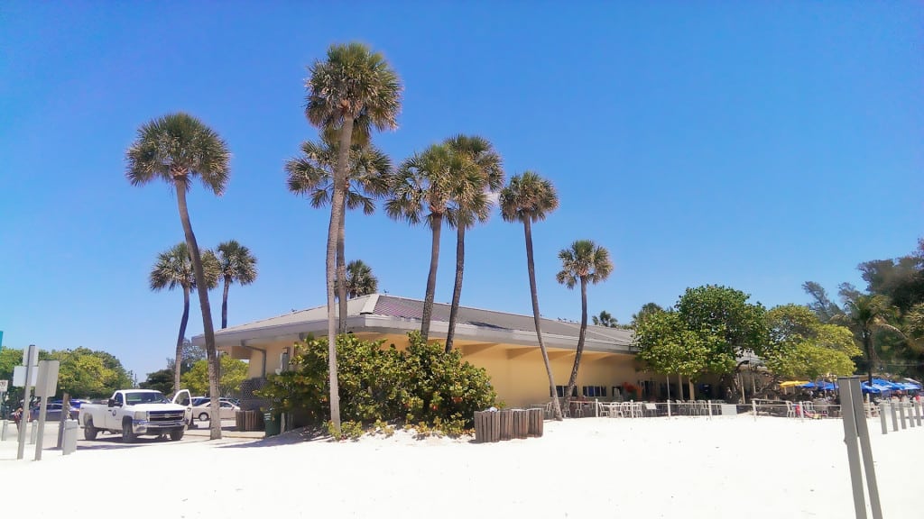 Palmen am Strand von Anna Maria Island, Florida
