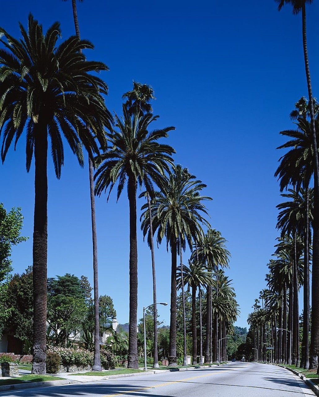 Beverly Hills mit seinen zahlreichen Palmen rechts und links an der Straße entlang.