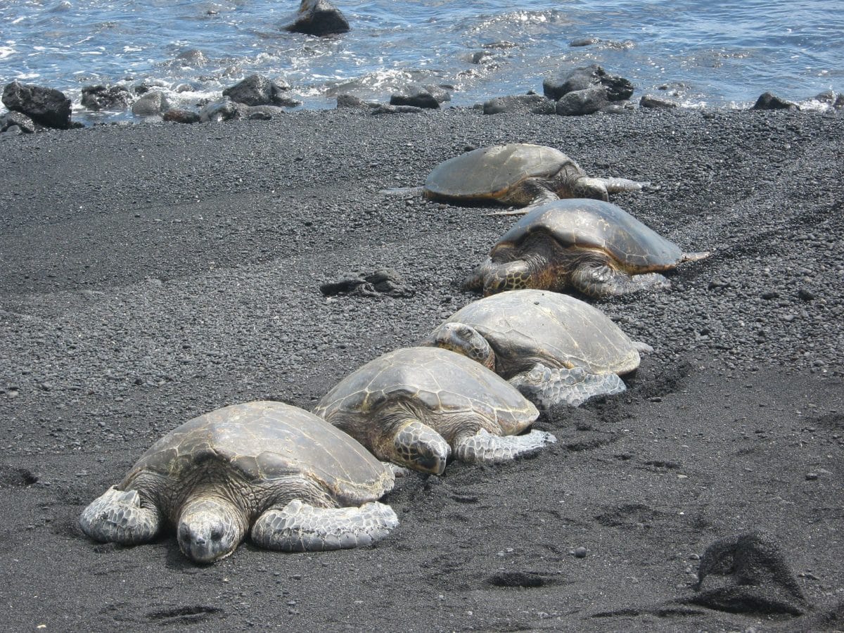 Schildkröten-Wanderung auf Hawaii.