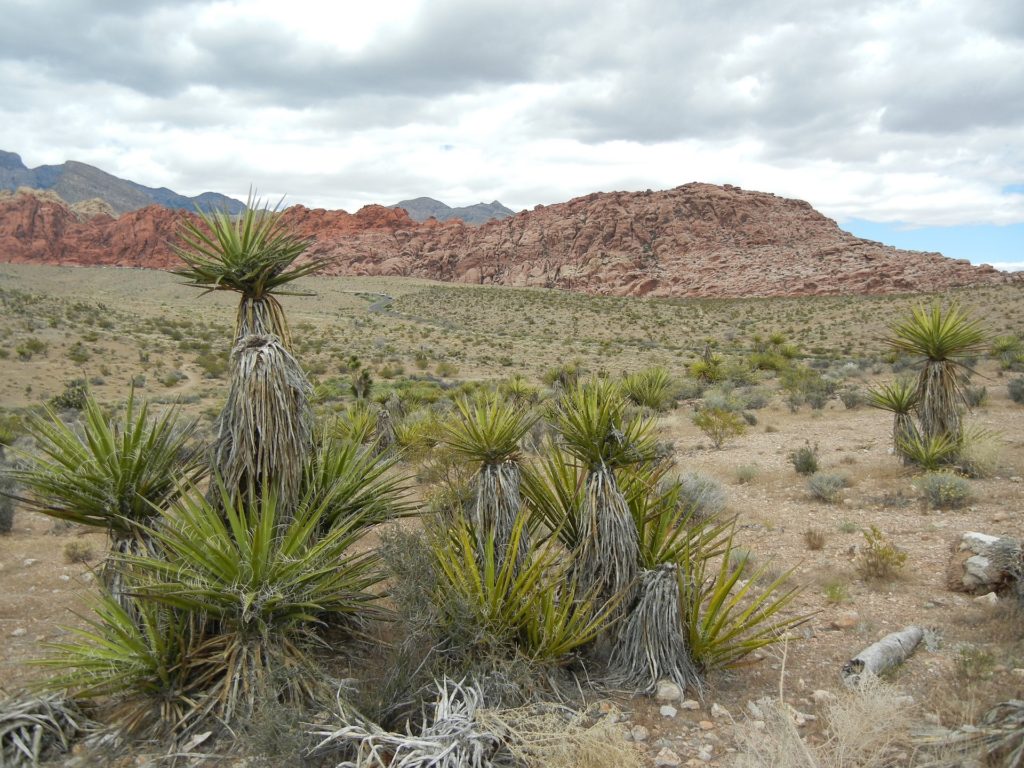 Die Mojave Wüste nahe Las Vegas.