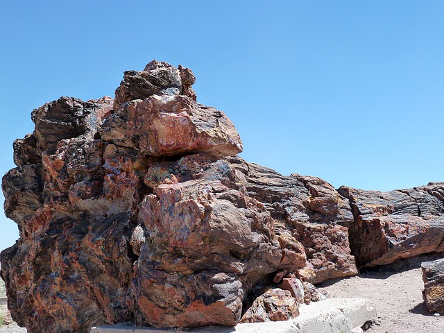 Ein versteinerter Baum im Petrified Nationalpark.